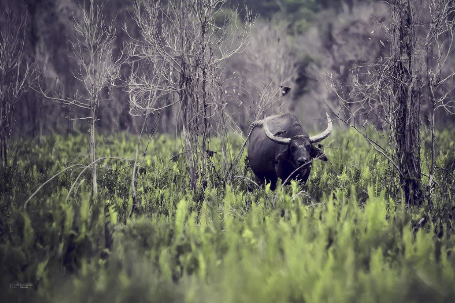 Bison walking in foliage